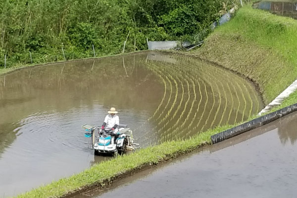 大分の棚田